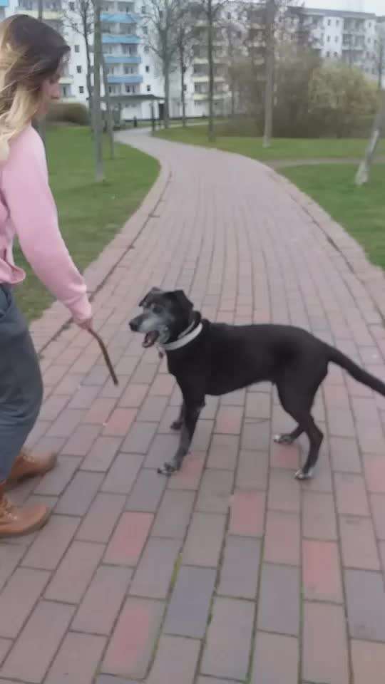 euer ältester Hund ?-Beitrag-Bild