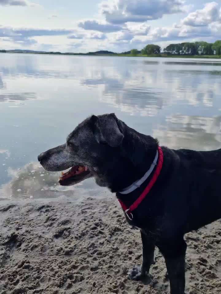 4. Kurzgeschichten Challenge Thema: Hundefreundschaften-Beitrag-Bild