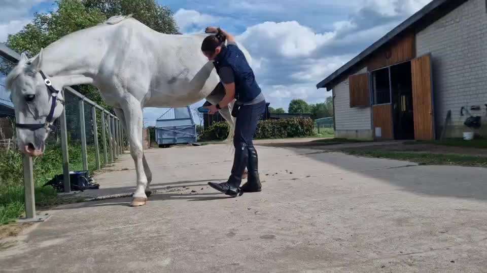 Trennungsangst beim Reiten-Beitrag-Bild