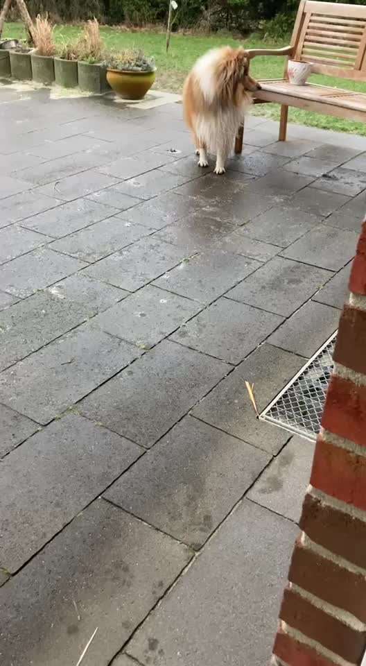 Collies gesucht-Beitrag-Bild