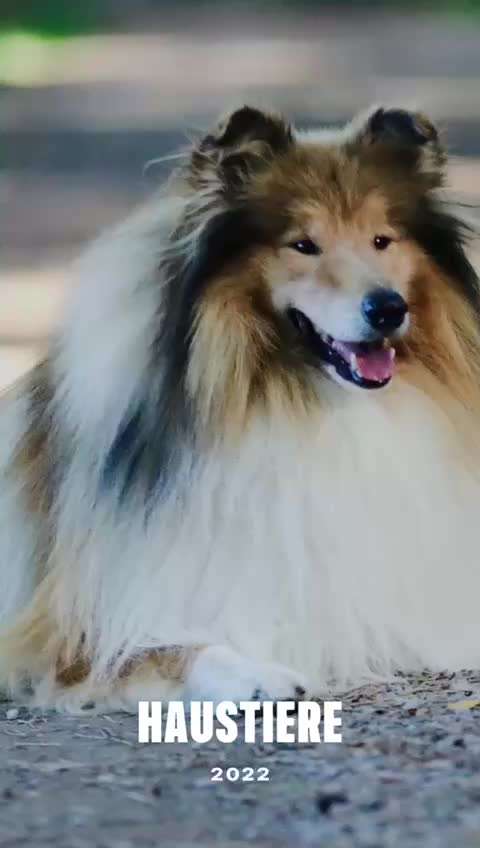 Collies gesucht-Beitrag-Bild