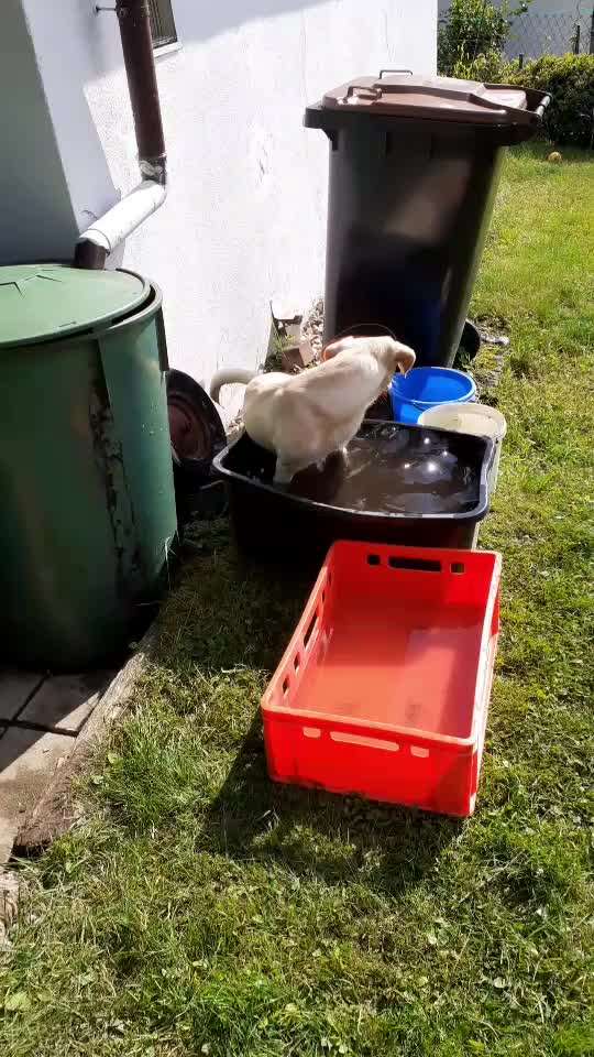 Zeigt hier Euer liebstes Video Eurer Hunde-Beitrag-Bild