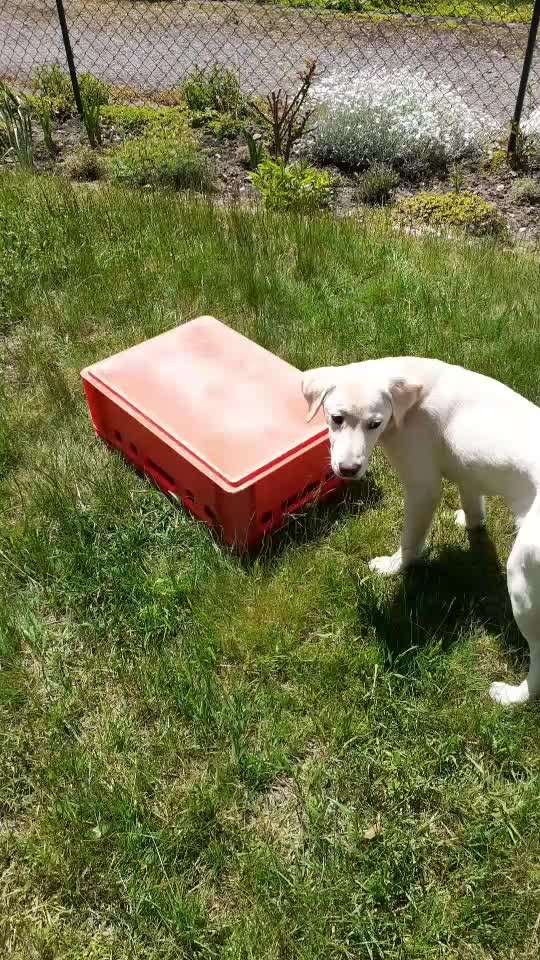 Zeigt hier Euer liebstes Video Eurer Hunde-Beitrag-Bild