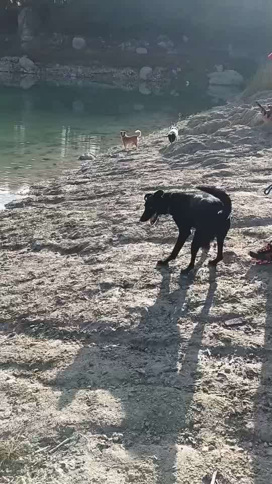 TierschutzhundeStammtisch🐕-Beitrag-Bild