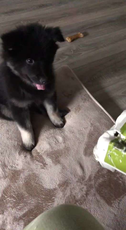 ...zeigt her das allererste Video das ihr von eurem Hund habt...-Beitrag-Bild