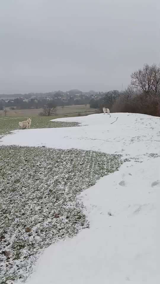 aktuelles Foto Gruppe Hunde aus dem Tierschutz