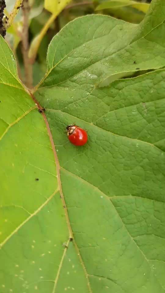 Die wunderschöne Welt mit Hund.-Beitrag-Bild