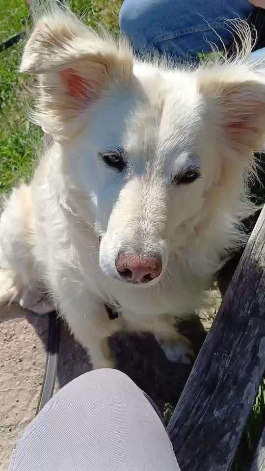 aktuelles Foto Gruppe Reisen mit Hund