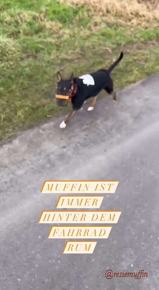 Miniatur Bull Terrier-Beitrag-Bild