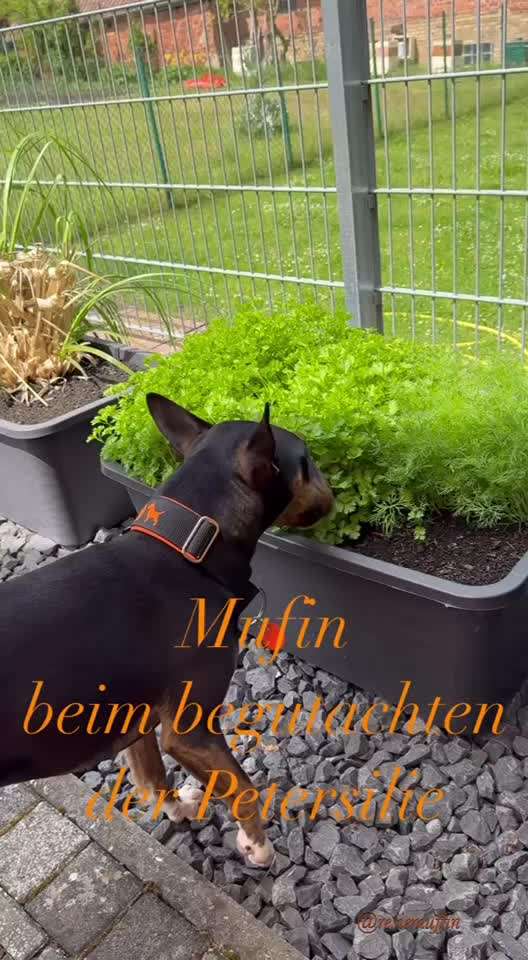 Miniatur Bull Terrier-Beitrag-Bild