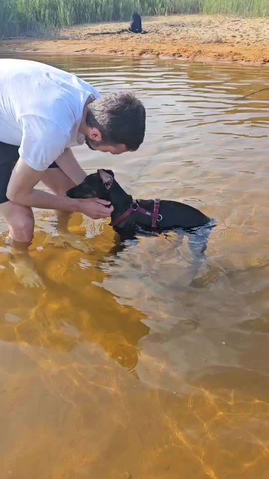 Sicheres Schwimmen mit Hund - Eure Erfahrungen und Tipps-Beitrag-Bild