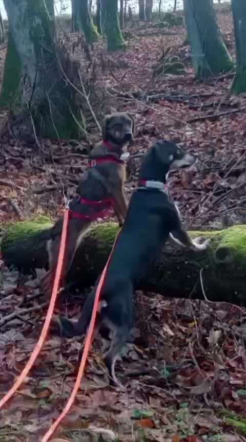 TierschutzhundeStammtisch🐕-Beitrag-Bild