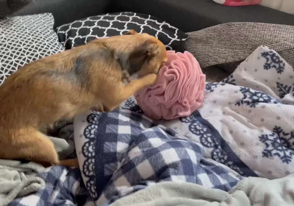 DIY Schnüffelbälle
Anleitung-Beitrag-Bild