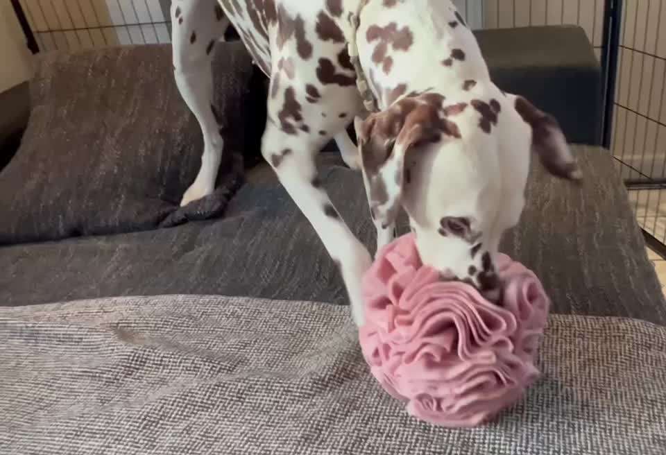 DIY Schnüffelbälle
Anleitung-Beitrag-Bild