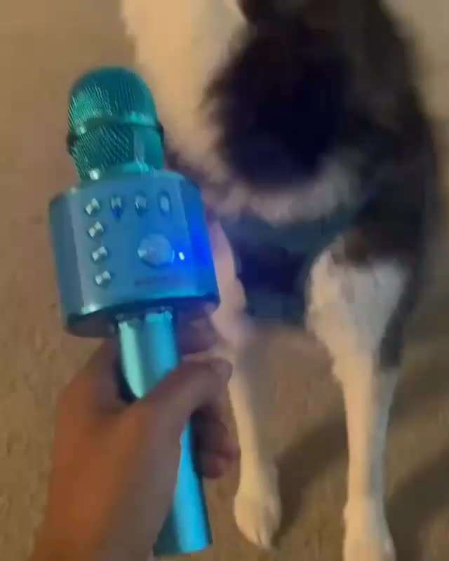 Hunde Memes-Beitrag-Bild