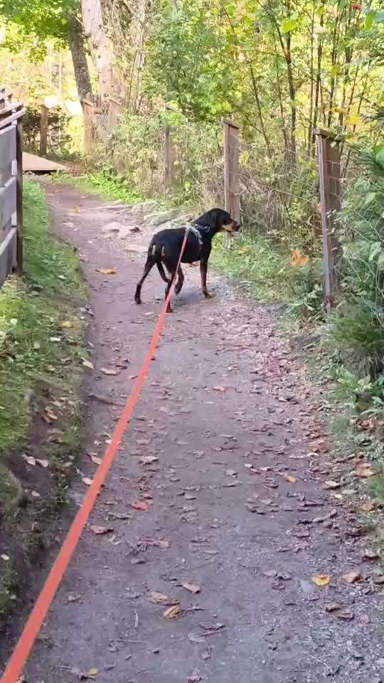 Erfahrungsaustausch: Tierschutzhund aus Rumänien / Extreme Unsicherheit, Gassi-Routinen & Besuch 🐾-Beitrag-Bild