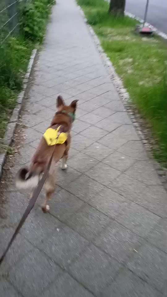 Wesensveränderung, Tierärztliche Untersuchung-Beitrag-Bild