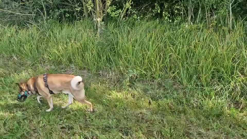 Gangbild/-analyse-Beitrag-Bild