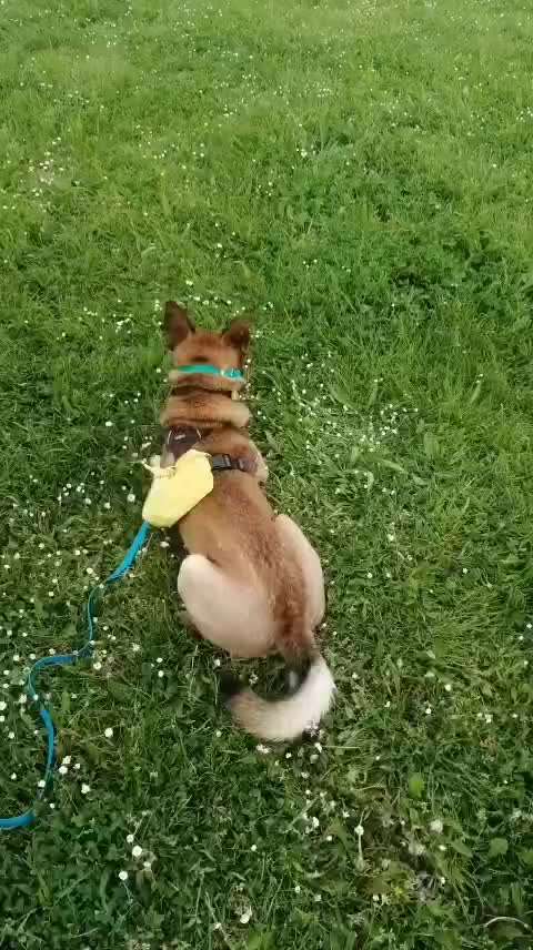 Wesensveränderung, Tierärztliche Untersuchung-Beitrag-Bild