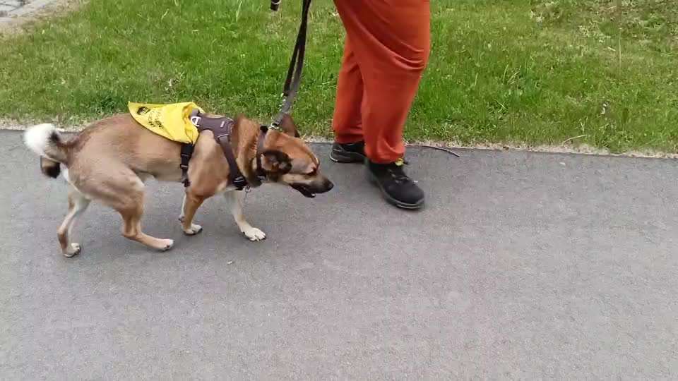 Gangbild/-analyse-Beitrag-Bild