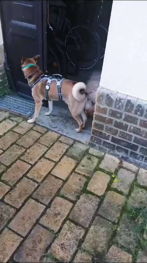 Freilauf mit Maulkorb?-Beitrag-Bild