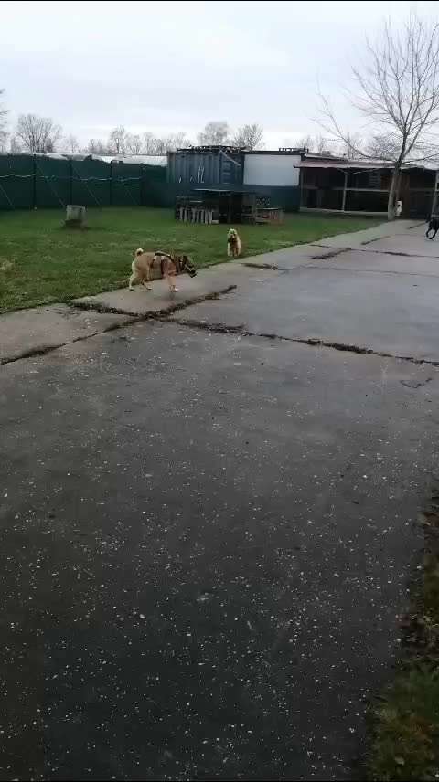 Freilauf mit Maulkorb?-Beitrag-Bild