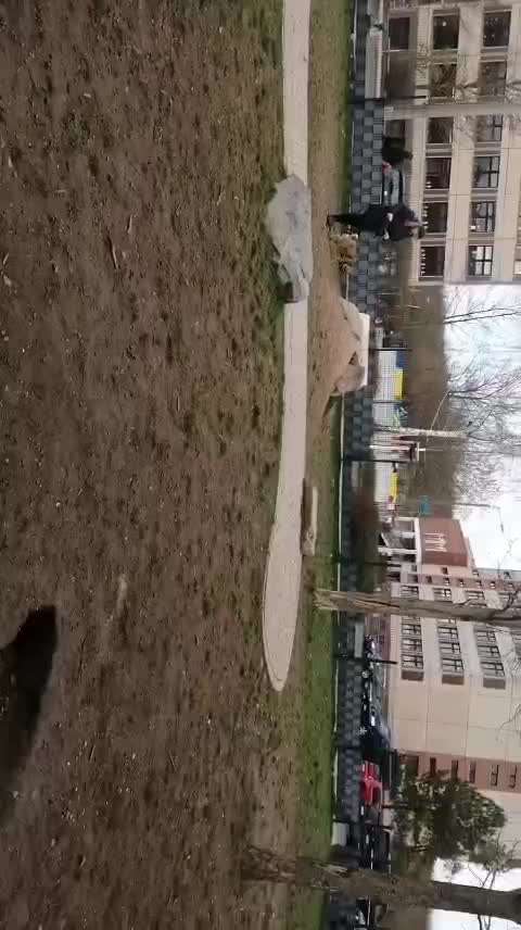 Wesensveränderung, Tierärztliche Untersuchung-Beitrag-Bild