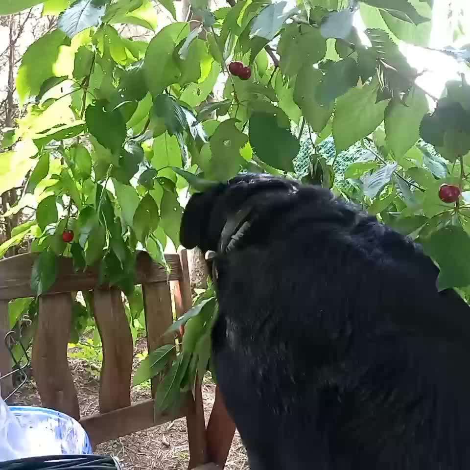 Zeigt hier Euer liebstes Video Eurer Hunde-Beitrag-Bild