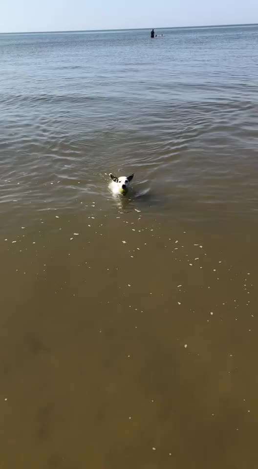 Die Dogorama Wochen Challenge-Beitrag-Bild