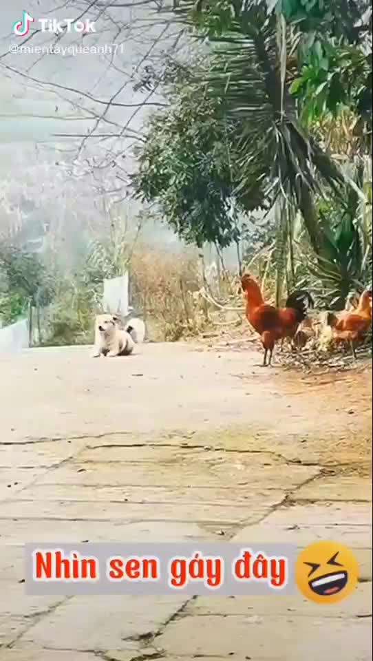 Hier ist der Spaßthread. Zum Schmunzeln und Kaputtlachen-Beitrag-Bild