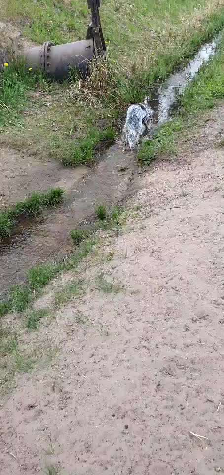 Video-Challange Nr. 9
Der unsinnige Hund-Beitrag-Bild