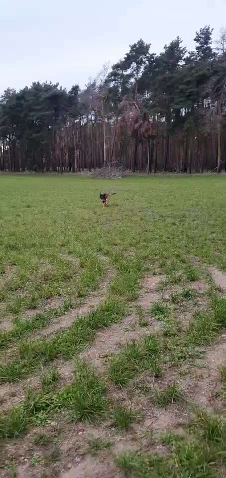 Video-Challenge Nr. 7 
Dein Hund mit Spielzeug-Beitrag-Bild