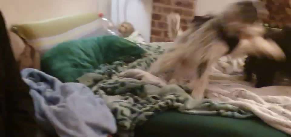 19. Video Challenge  "urkomische Hunde zum Brüllen lustig"-Beitrag-Bild