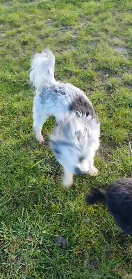 Fotosammlung: ,,Der natürliche Hund" Unbearbeitet, ungestellt und in Natura-Beitrag-Bild