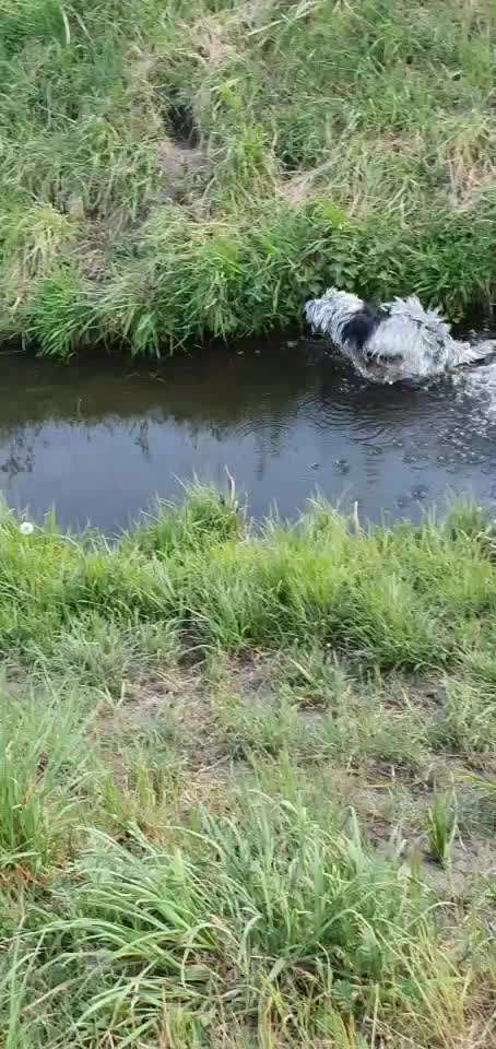 Video Challenge Nr. 12
Ein glücklicher Hund-Beitrag-Bild