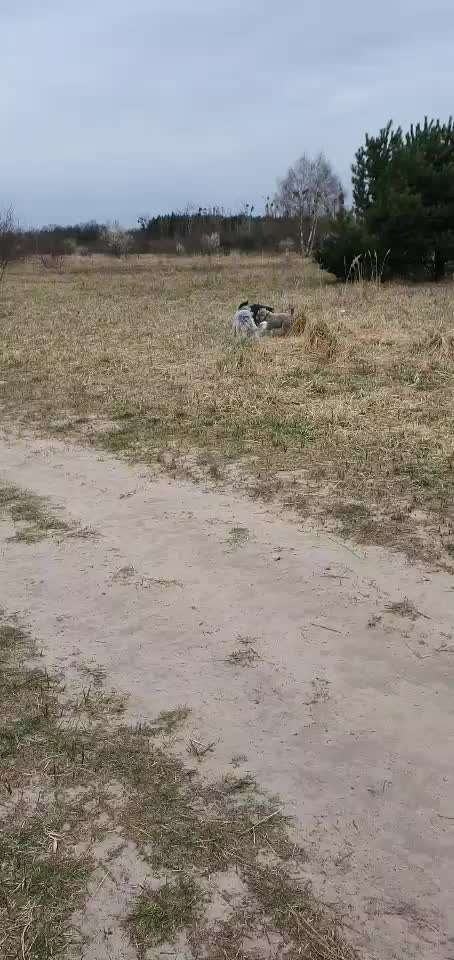 Fotosammlung: ,,Der natürliche Hund" Unbearbeitet, ungestellt und in Natura-Beitrag-Bild