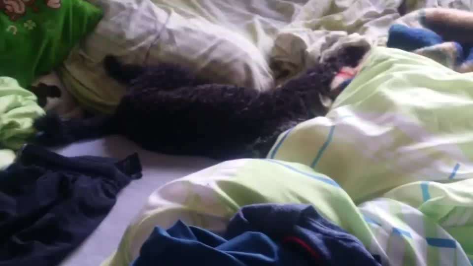 Video Challenge Nr. 12
Ein glücklicher Hund-Beitrag-Bild