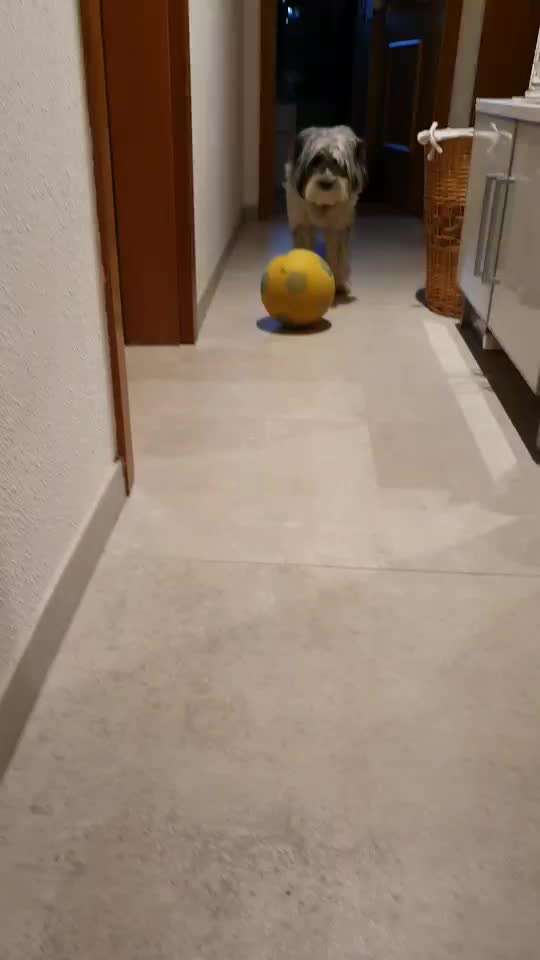 Trick Challenge Nr. 21 Treibball-Beitrag-Bild