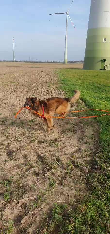 Meinung Schleppleine?-Beitrag-Bild