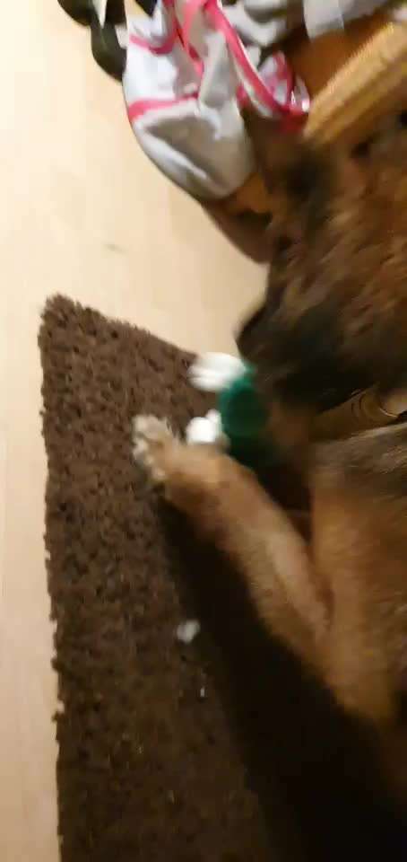 Video-Challange Nr. 9
Der unsinnige Hund-Beitrag-Bild