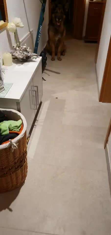 Impulskontrolle-Challenge Nr. 2: Vorbei laufen-Beitrag-Bild