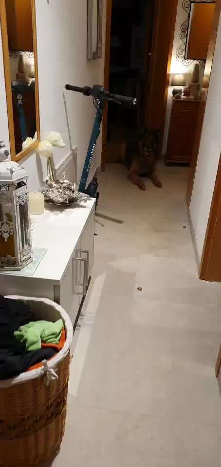 Impulskontrolle-Challenge Nr. 2: Vorbei laufen-Beitrag-Bild