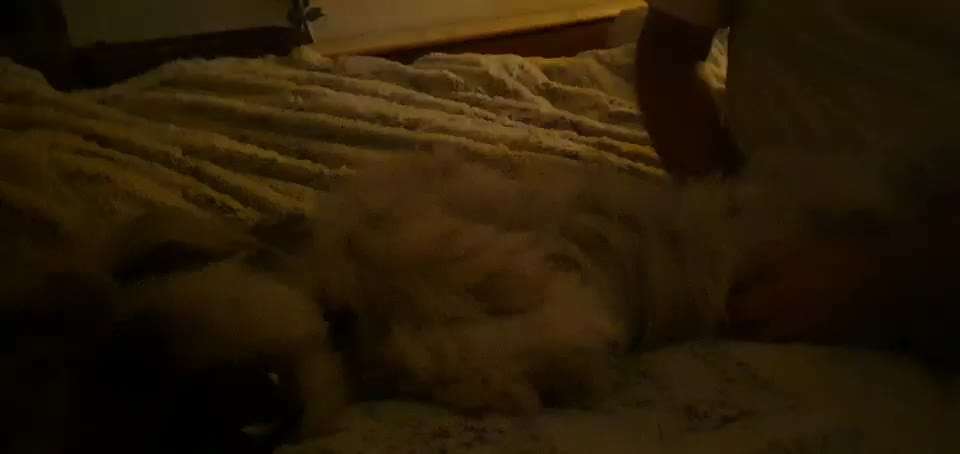 Video-Challenge Nr. 10
Der umsorgte Hund-Beitrag-Bild