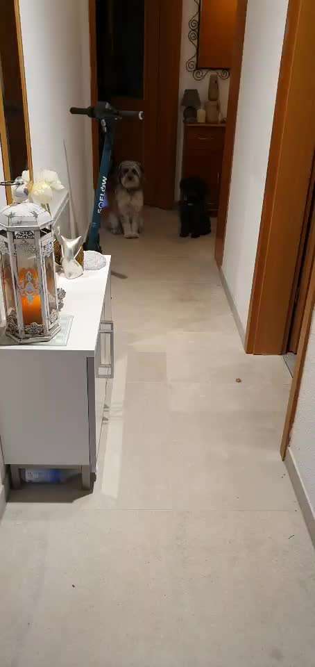 Impulskontrolle-Challenge Nr. 2: Vorbei laufen-Beitrag-Bild