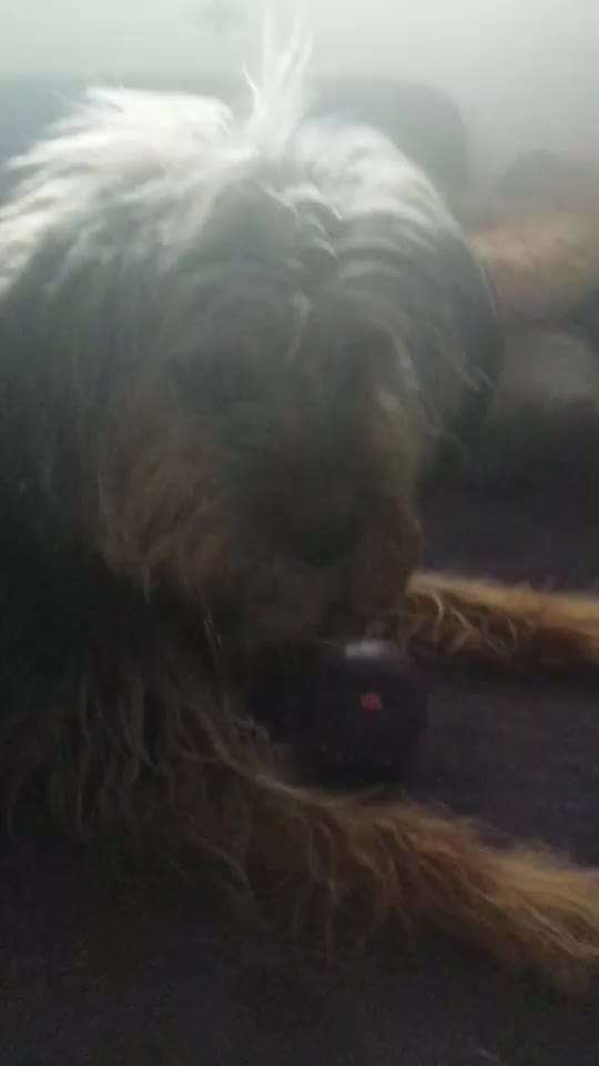 Video-Challenge Nr. 7 
Dein Hund mit Spielzeug-Beitrag-Bild