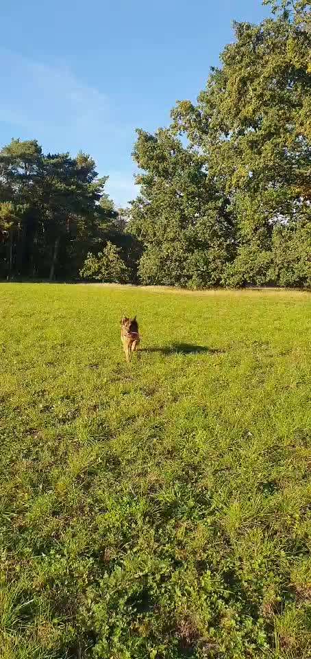 Video Challenge Nr. 12
Ein glücklicher Hund-Beitrag-Bild