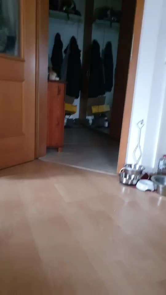 Impulskontrolle Challenge Nr. 5: Lekkerli zurück bringen-Beitrag-Bild