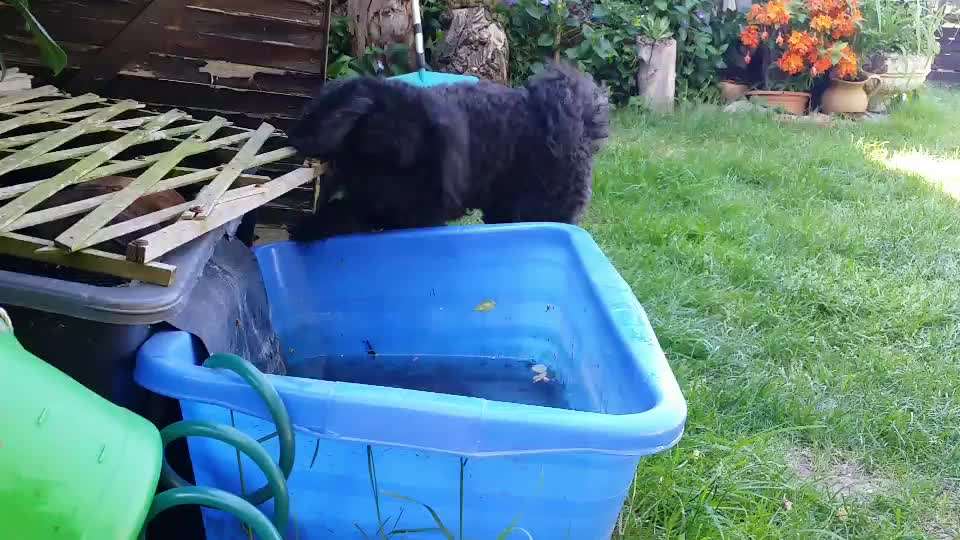 Video-Challange Nr. 9
Der unsinnige Hund-Beitrag-Bild