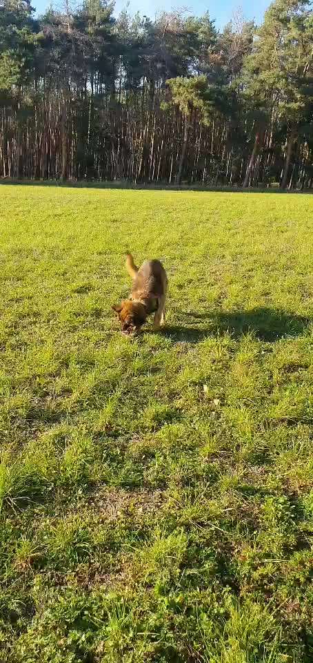 Alles rund um den Schäferhund, diskutieren erwünscht.-Beitrag-Bild