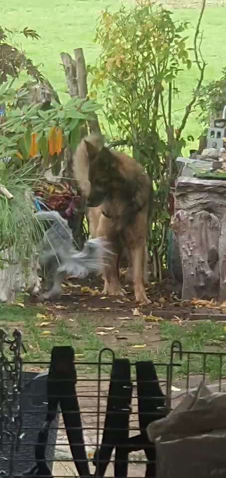 18. Video-Challenge "David gegen Goliath"-Beitrag-Bild